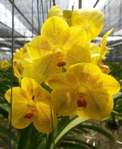 V. Kultana Gold x Guu Chia Loog